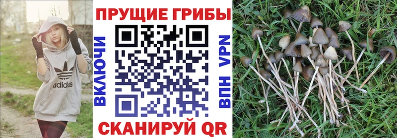 Псилоцибиновые грибы Psilocybe  Кочубеевское 